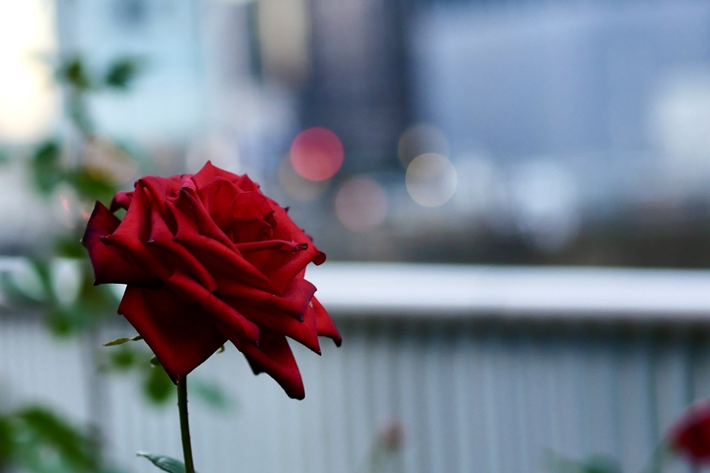 赤い薔薇