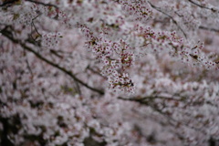 さくらの中の桜