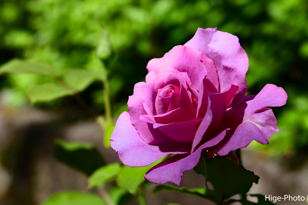 薔薇