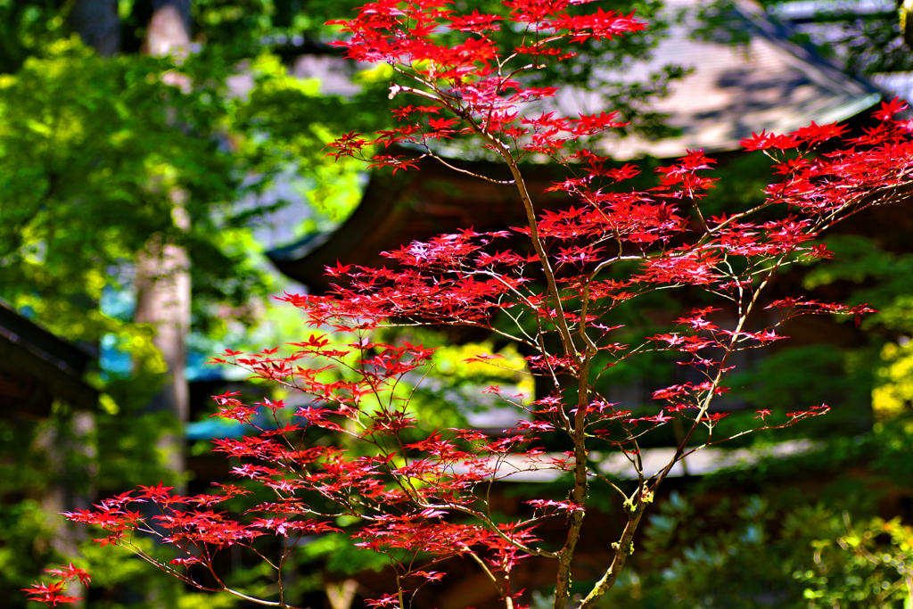 もう赤い。永平寺