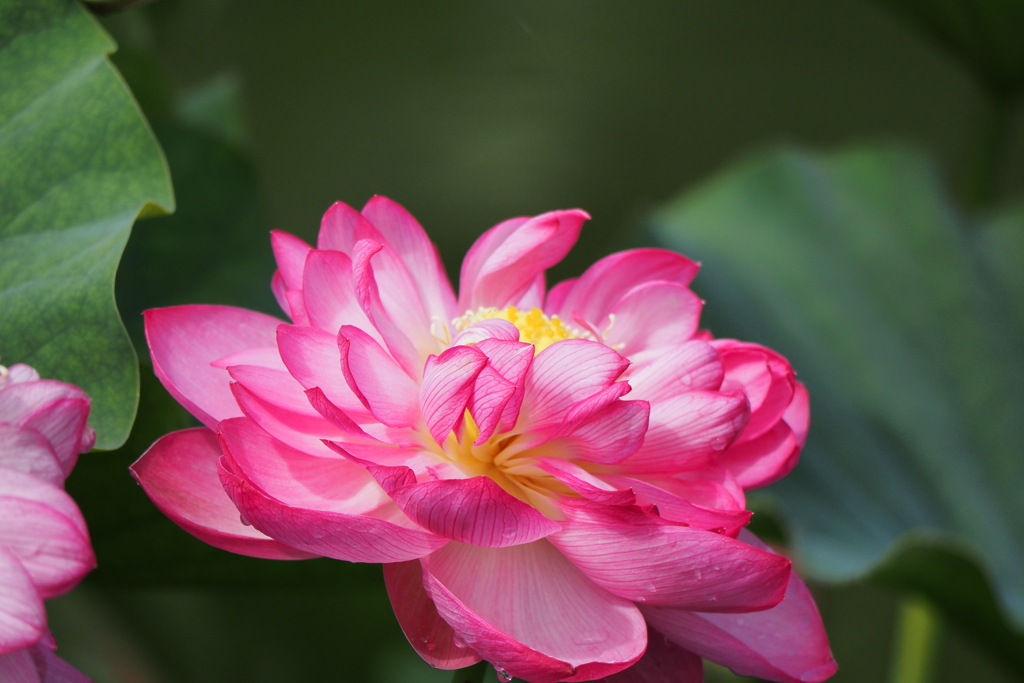 花蓮まつり始まる
