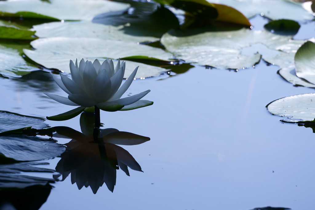 水鏡