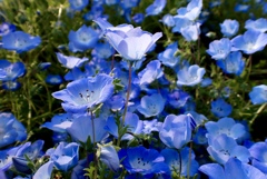 小さな花壇
