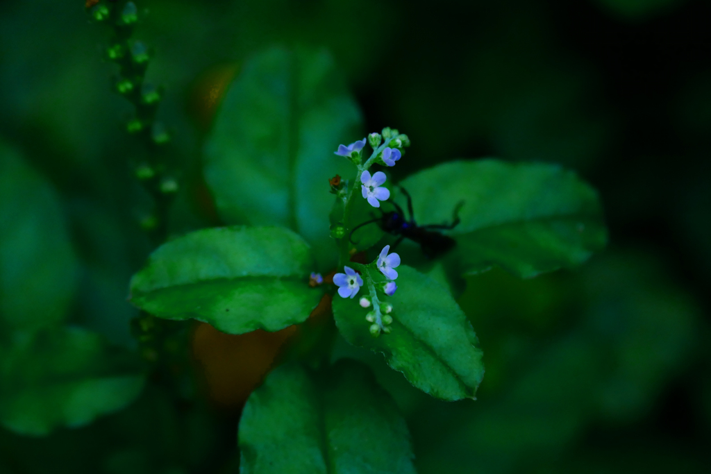 蟻と花