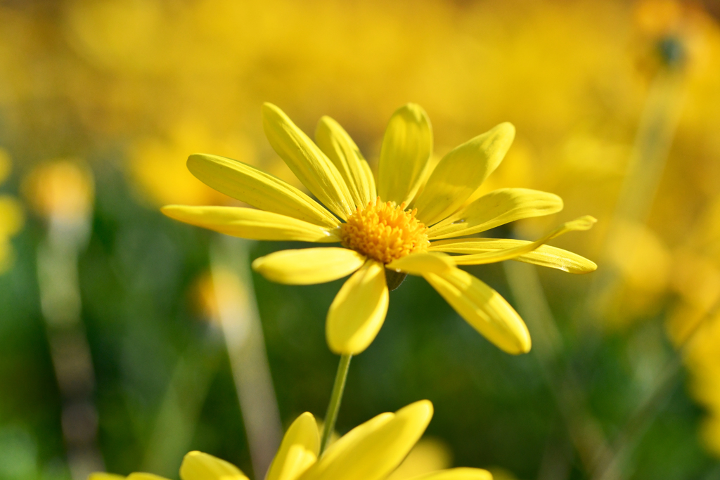 スカイパークの花