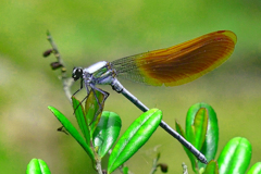 とんぼ。初めての4Ｋ切り出し