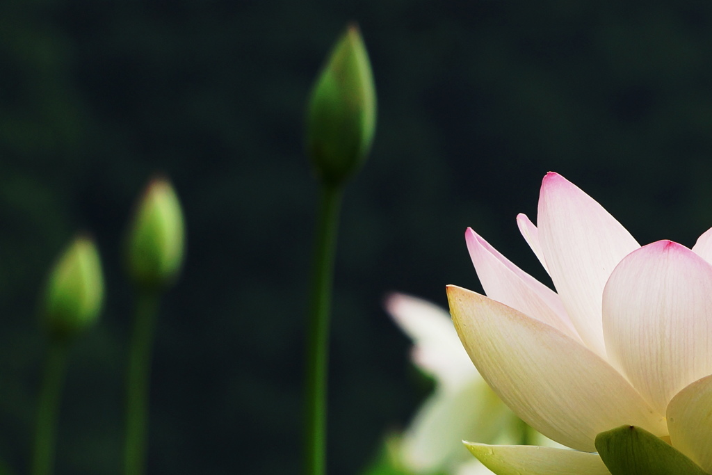 花びら