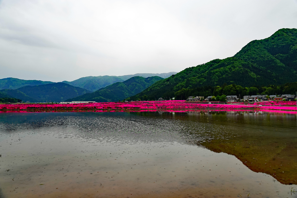 芝桜につつまれる村