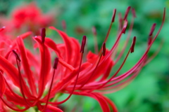 旬がやってきました。楽しみ！