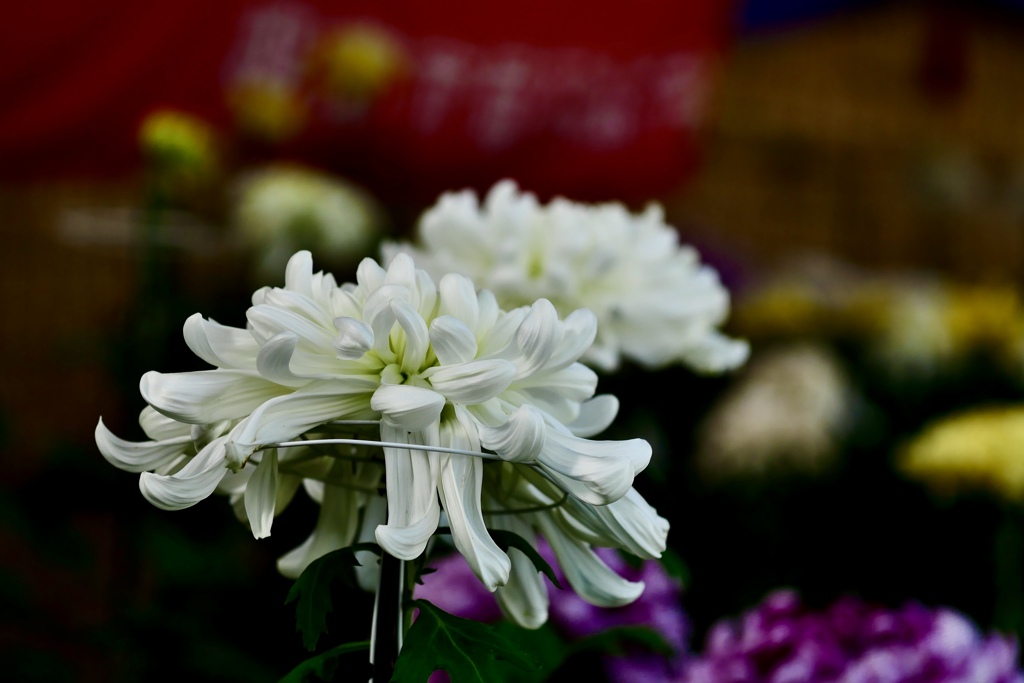 大切に育てられた菊