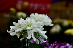 大切に育てられた菊