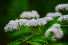 線香花火のように