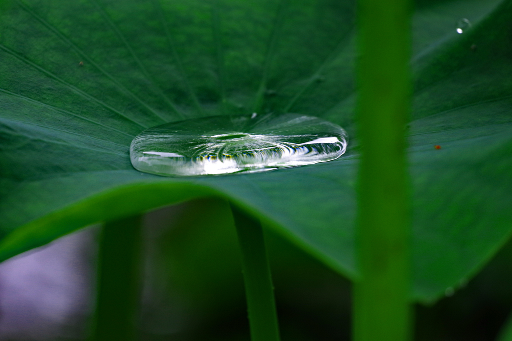 水溜まり