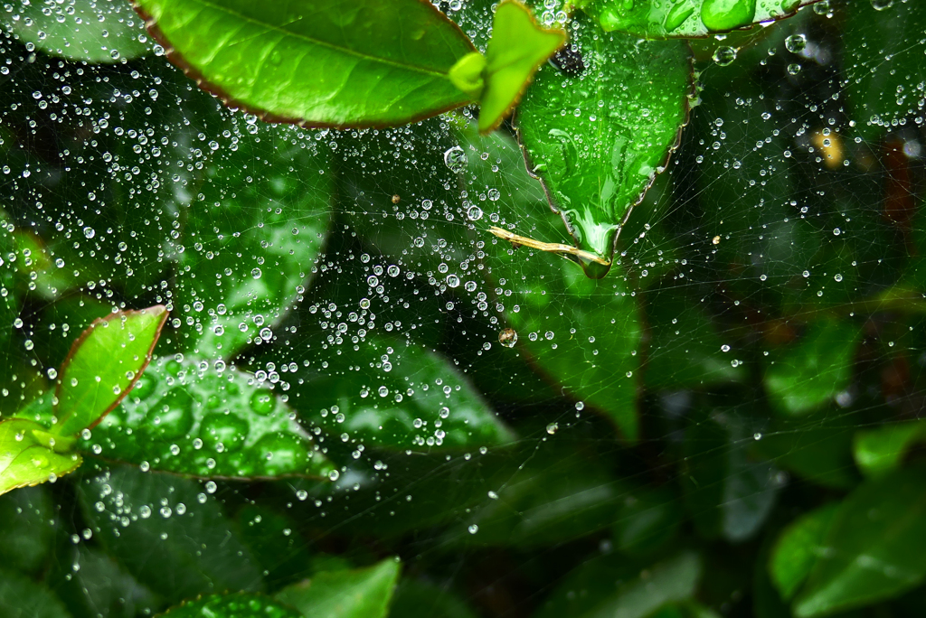 雨・雨・雨