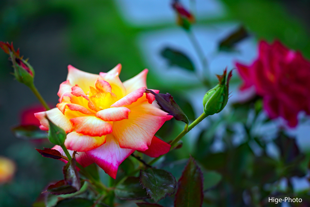秋の薔薇