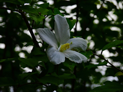 白い花
