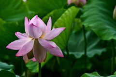 とっておきの彩