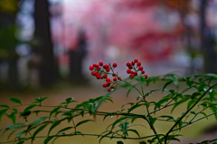 静かのお宮