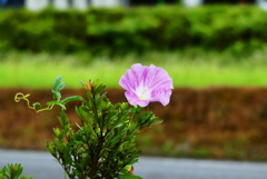一輪。静かに