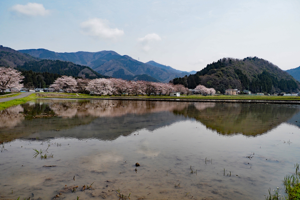 近所の田んぼに春が来た