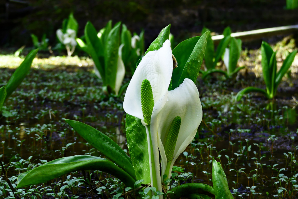 水芭蕉の始まり