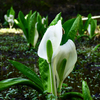 水芭蕉の始まり