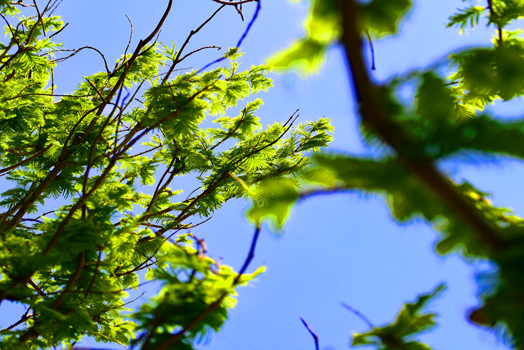 木漏れ日がキラキラする季節になってきました