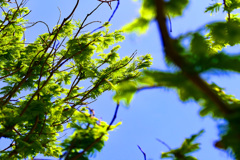 木漏れ日がキラキラする季節になってきました