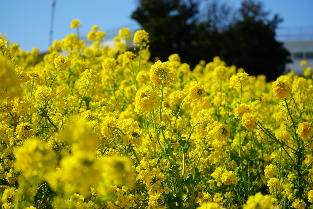 菜の花