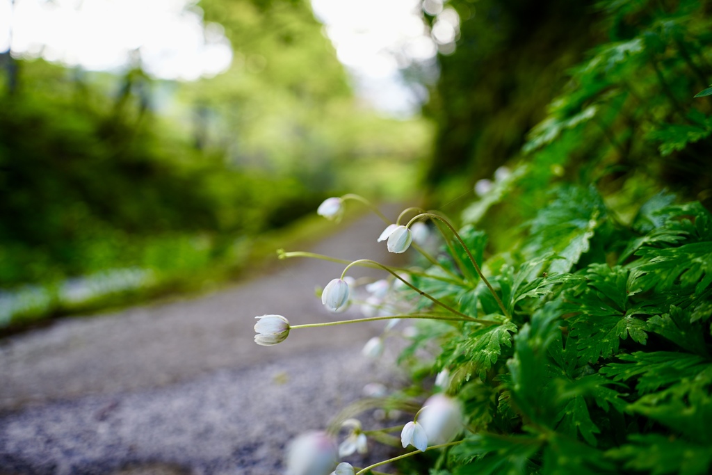水辺の花