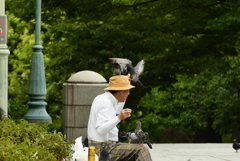オジサンは鳩にモテモテ