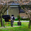 次の桜は皆が笑顔になれますように…