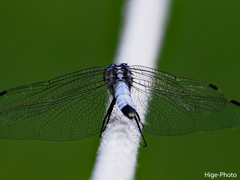 トンボのお尻