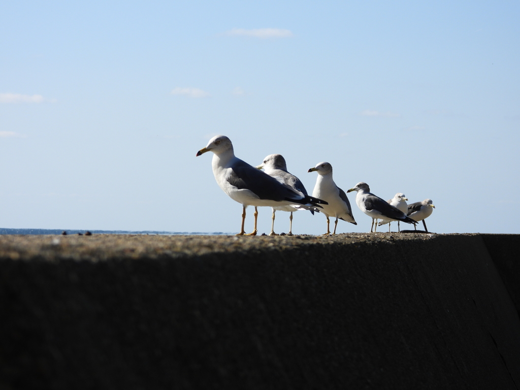 カモメが並んだ日