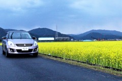 ピンクの愛車と黄色い菜の花