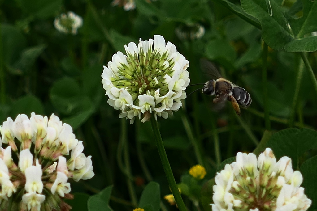 ブンブン・ブン