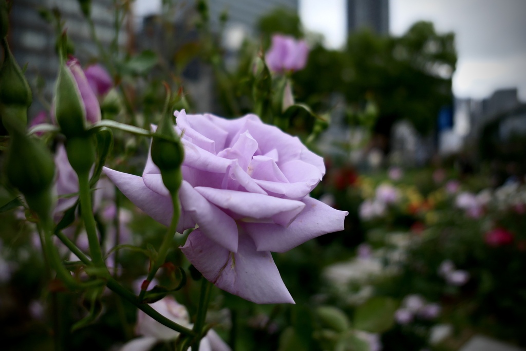 初夏の薔薇