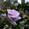 初夏の薔薇
