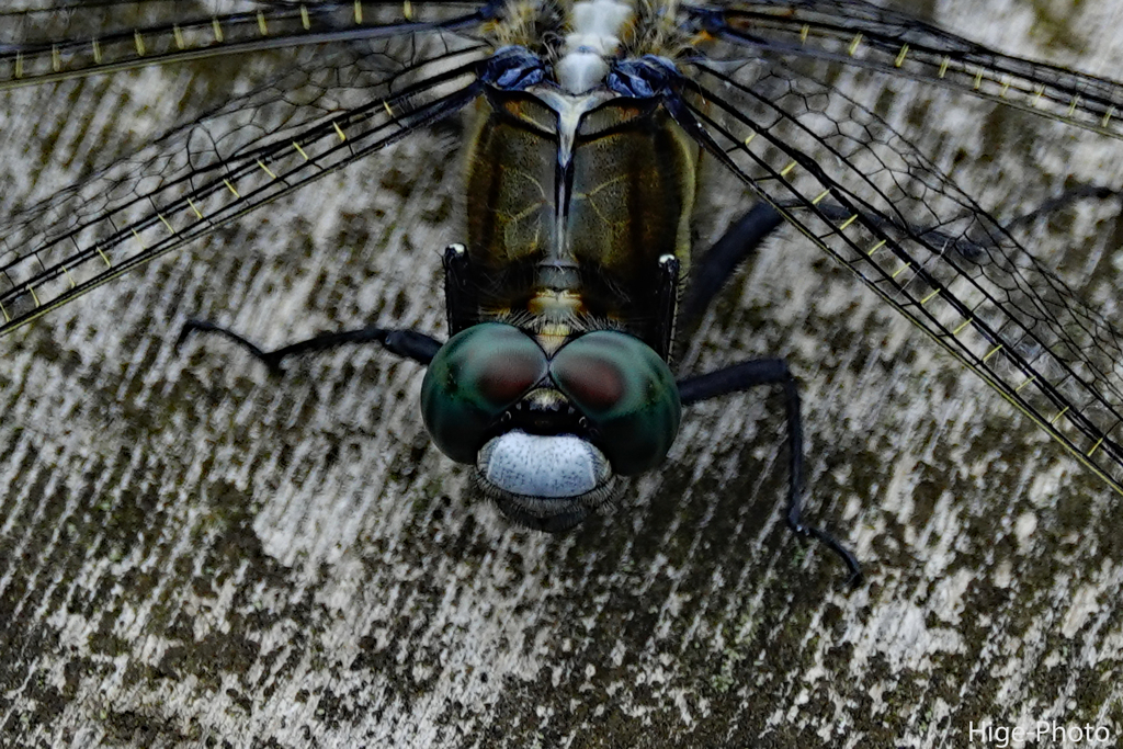 とんぼのメガネ