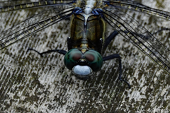 とんぼのメガネ