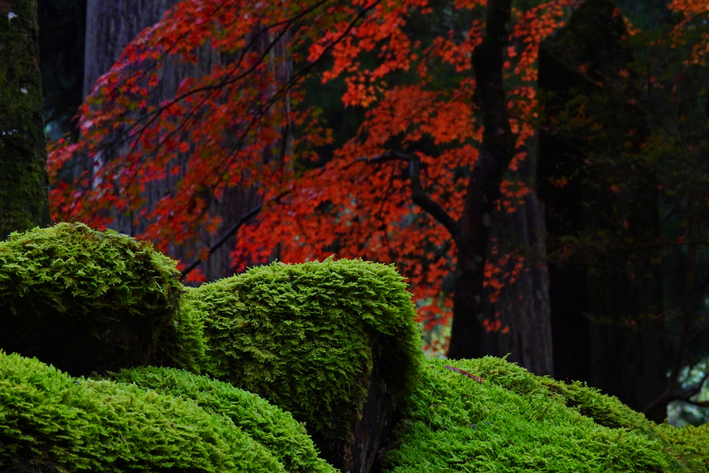 苔映える