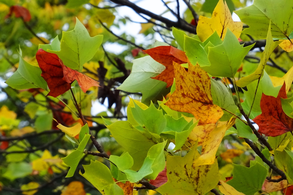 今年は紅葉しにくいかも？