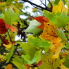 今年は紅葉しにくいかも？