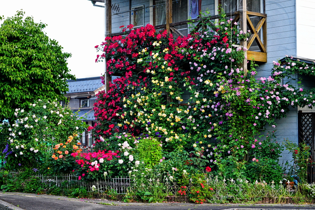 薔薇のお宅