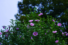 見上げる花