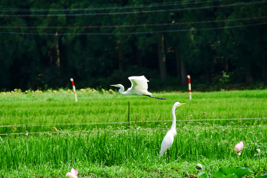 「ツー」って感じで飛んだ