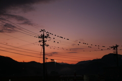 カラスのお宿？