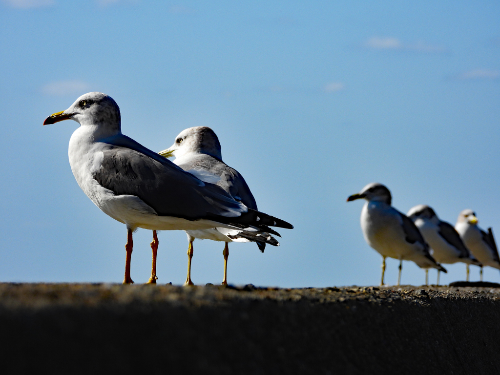 かもめ。何を思ふ