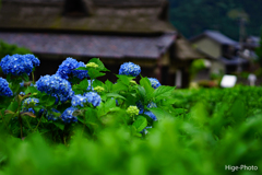 紫陽花の咲く村