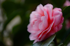 改めて綺麗な花だと思った